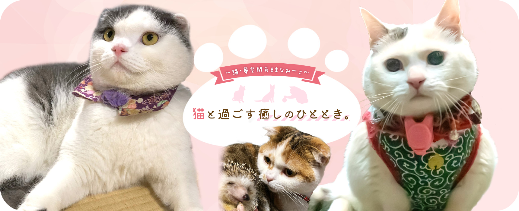 猫と過ごす癒しのひととき。
				