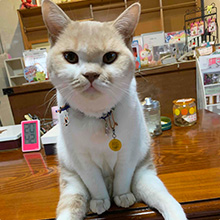 スタッフ猫