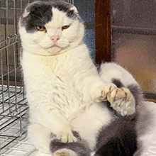 スタッフ猫