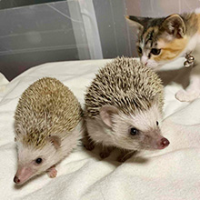 スタッフ猫