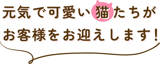 元気で可愛い猫たちがお客様をお迎えします！
